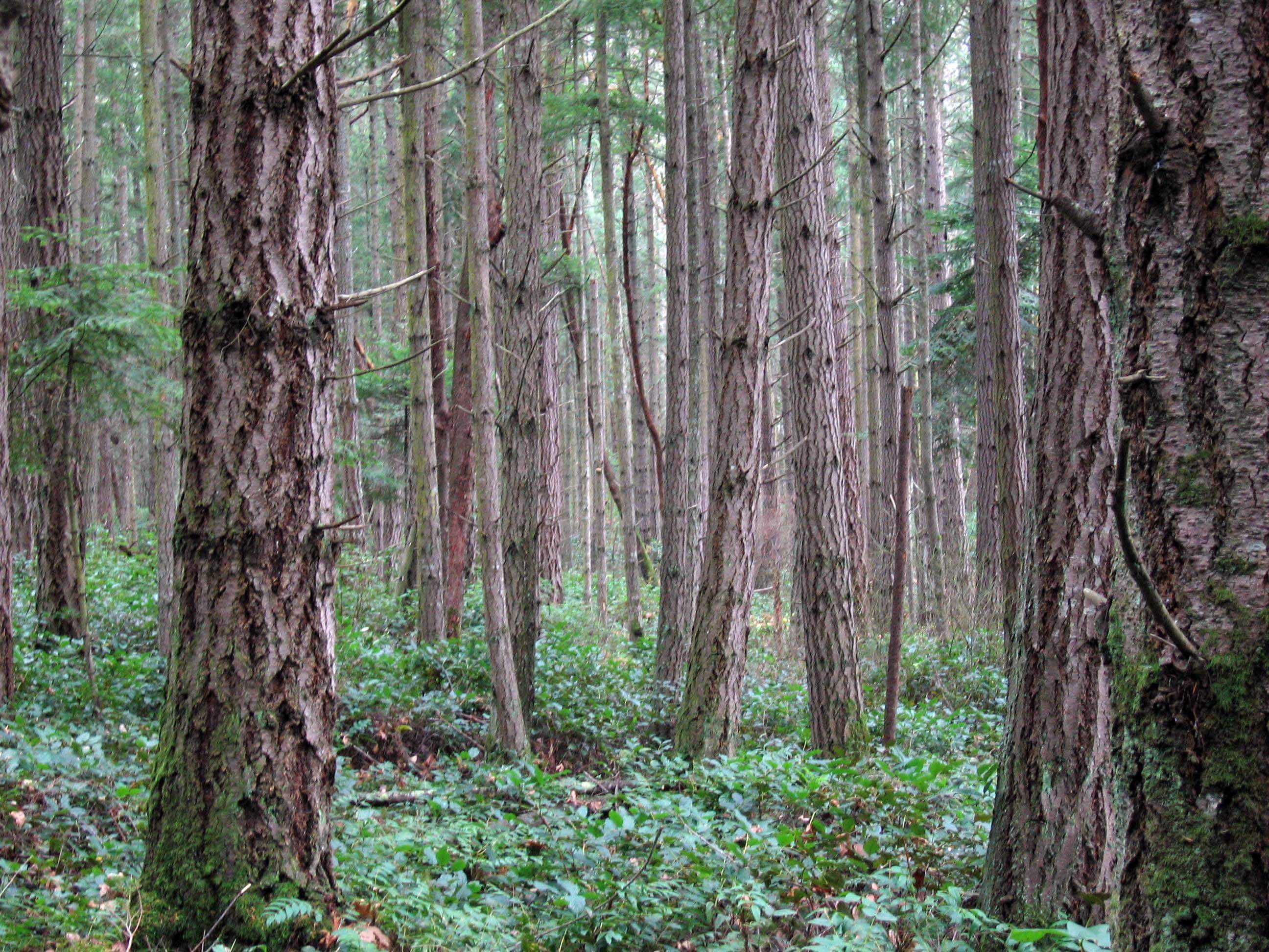 Un autre regard sur l’évolution contemporaine de la forêt française