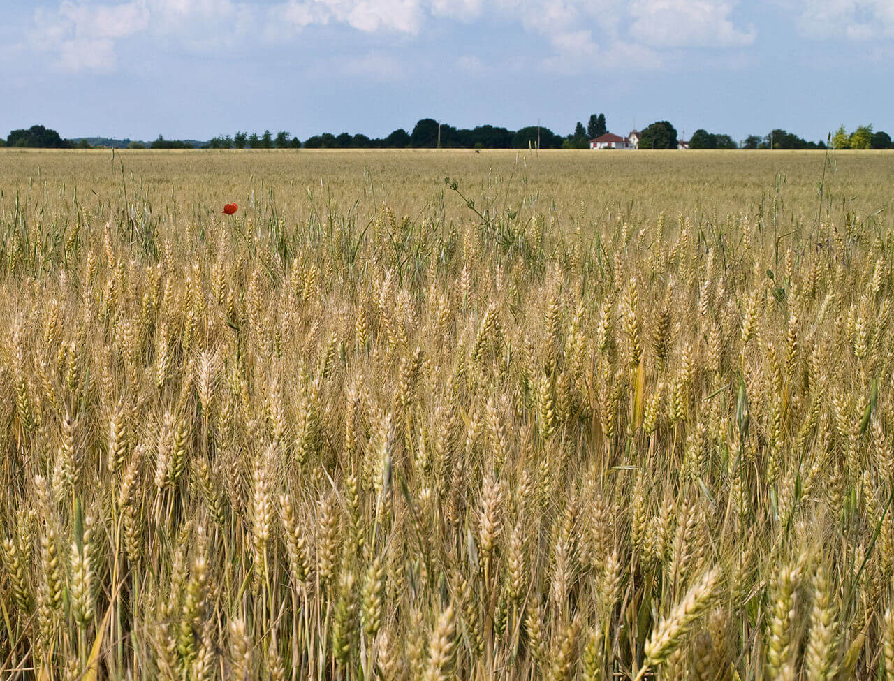 Piéger le carbone dans le sol: ce que peut l’agriculture