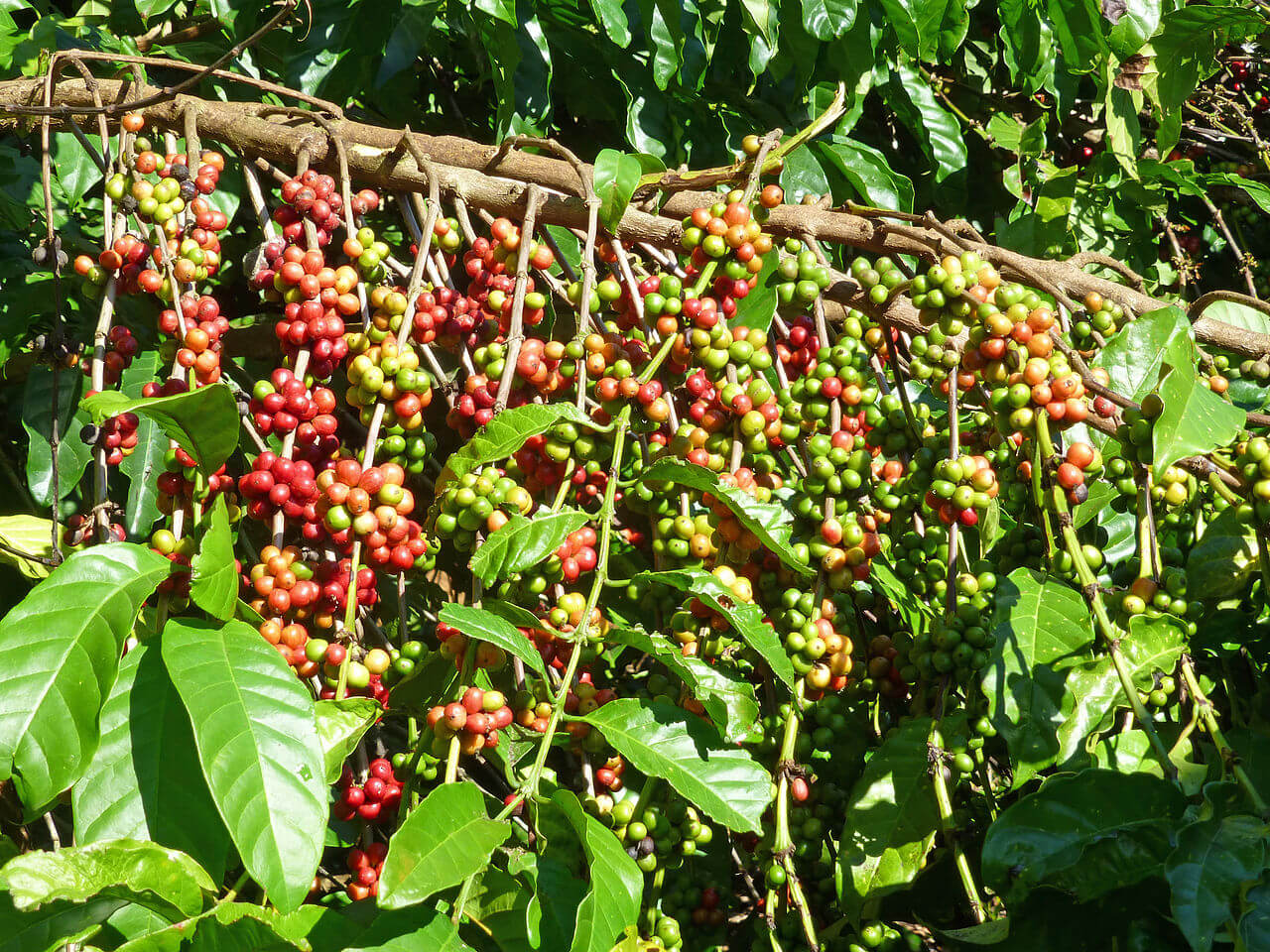 Empreinte carbone du café, attention aux idées reçues