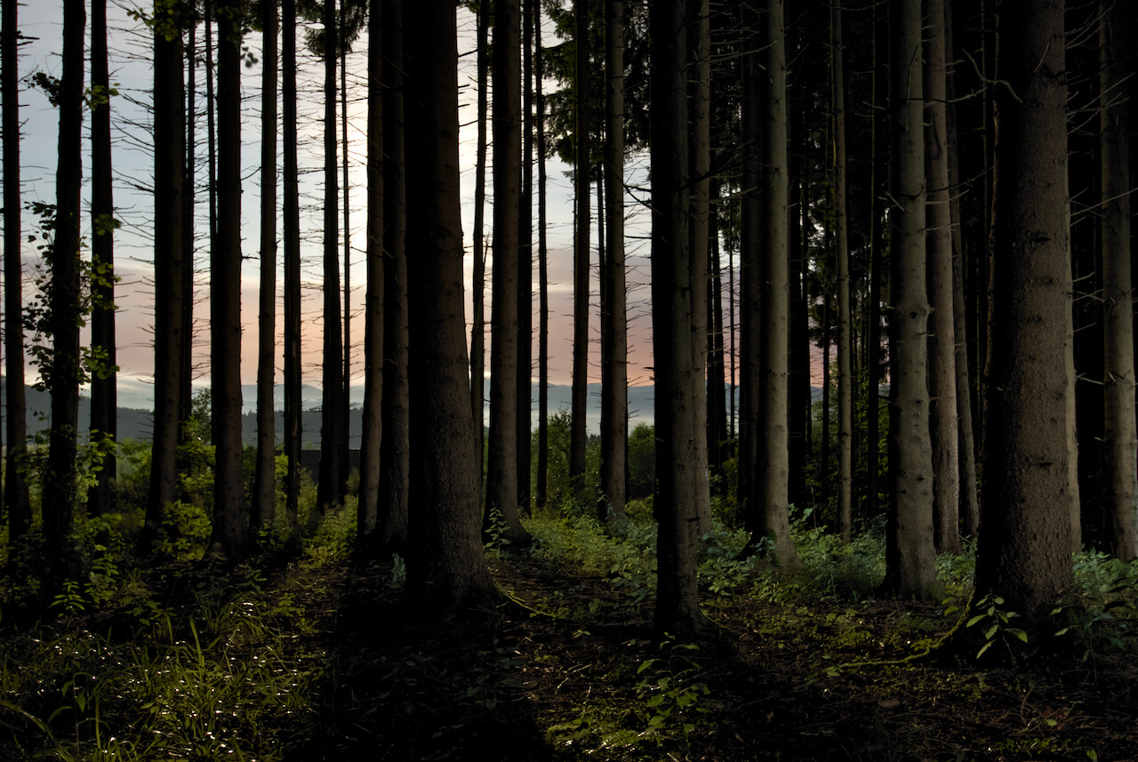 Le changement climatique rend les arbres plus grands, mais plus faibles