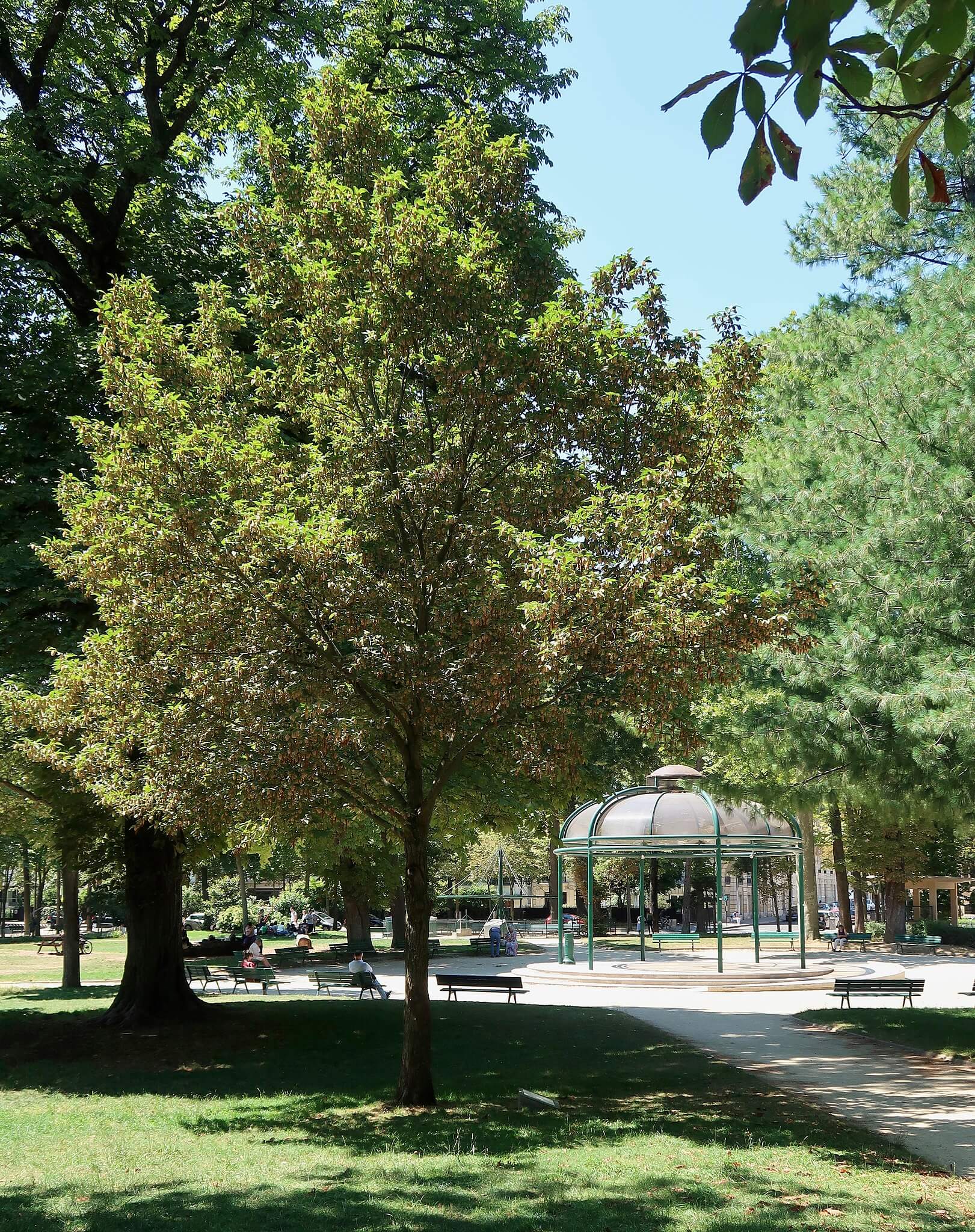 En ville, les arbres ont des effets mitigés sur la qualité de l’air