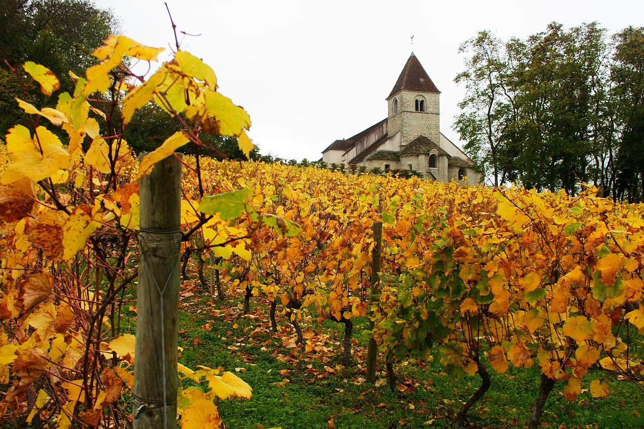 Dates des vendanges : comment le climat souffle le chaud et le froid